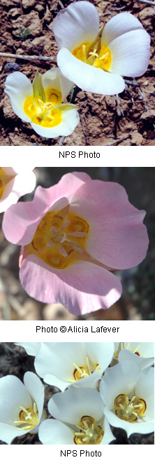 Calochortus nuttallii