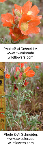 Sphaeralcea coccinea
