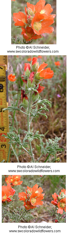 Sphaeralcea coccinea