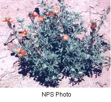 Sphaeralcea leptophylla