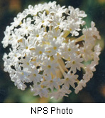 Abronia fragrans