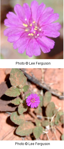 Allionia incarnata