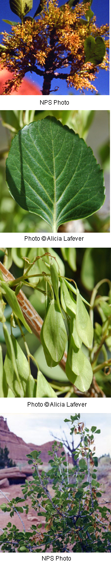 Fraxinus anomala