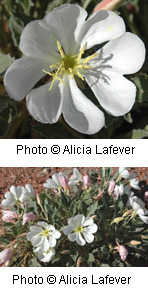 Oenothera caespitosa