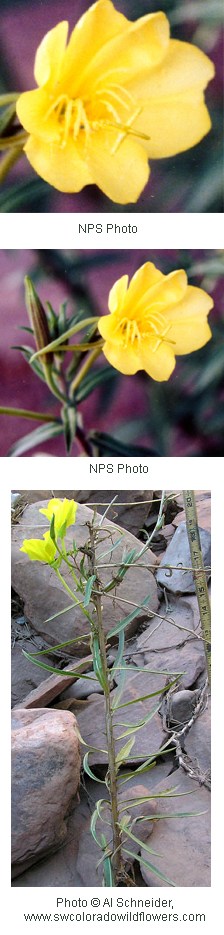 Oenothera longissima