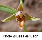 Epipactus gigantea