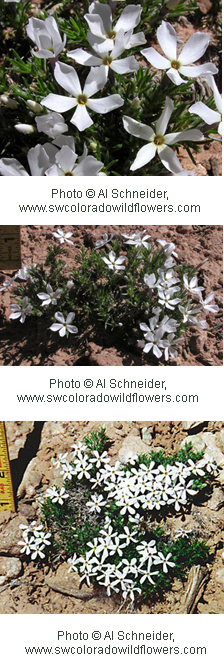 Phlox austromontana