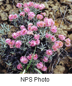 Eriogonum bicolor