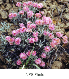 Eriogonum bicolor