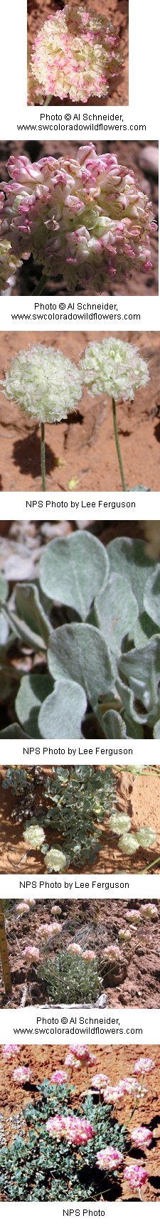 Eriogonum ovalifolium