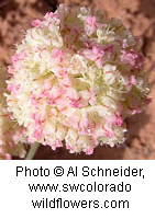 Eriogonum ovalifolium