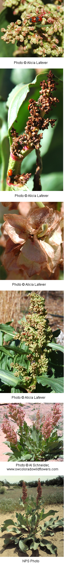 Rumex hymenosepalus