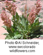 Rumex hymenosepalus