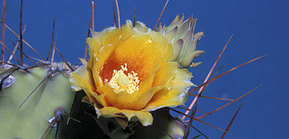 Prickly pear cactus (Opuntia polyacantha)