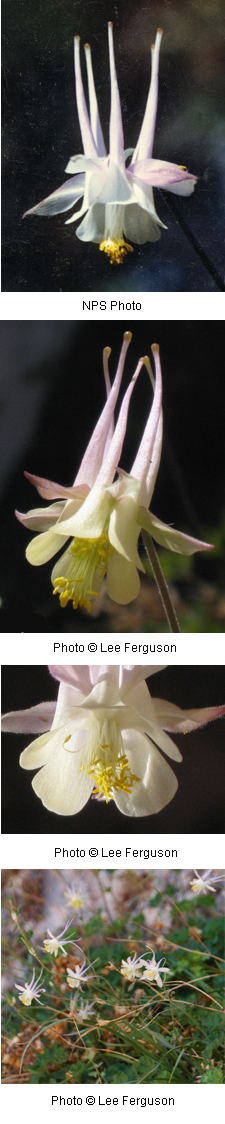 Aquilegia micrantha