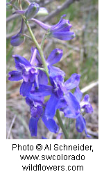 Delphinium nuttallianum