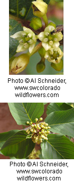 Rhamnus betulifolia