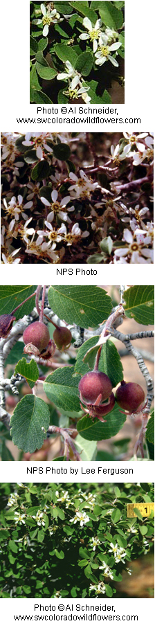 Amelanchier utahensis