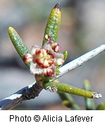 Cercocarpus intricatus