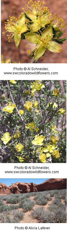 Coleogyne ramosissima