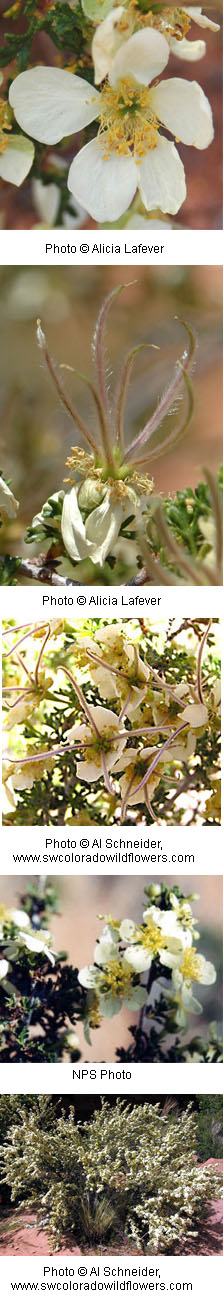 Purshia mexicana