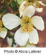 Purshia mexicana