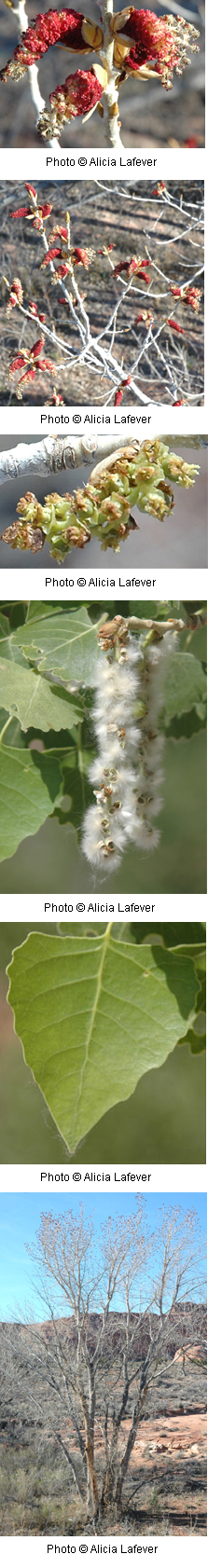 Salicaceae_Populus_fremontii