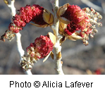 Populus fremontii