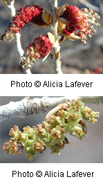 Populus fremontii