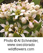 Comandra umbellata