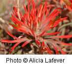 Castilleja chromosa