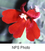 Mimulus eastwoodiae
