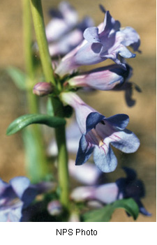 Penstemon cyanocaulis