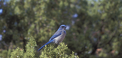 The scrub jay inhabits the pinyon-juniper forests of Arches year-round