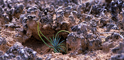 Seedling in biological soil crust