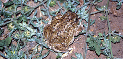 Spadefoot Toad