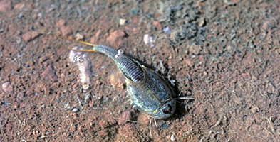 Tadpole Shrimp