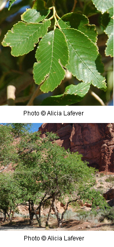 Ulmus pumila