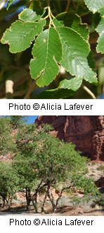 Ulmus pumila