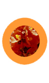 Orange flowers