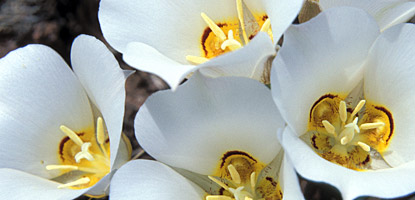 photo: Sego Lily (Calochortus nuttallii)