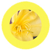 Yellow flowers