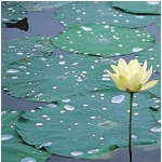 american lotus