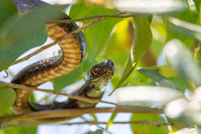 Black/brown scaled coachwhip in a tree.