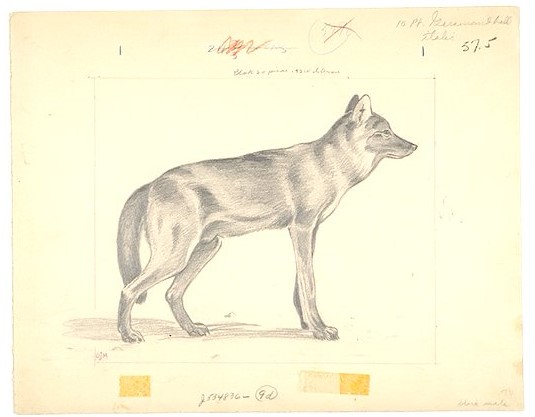 Pencil sketch of a male wolf