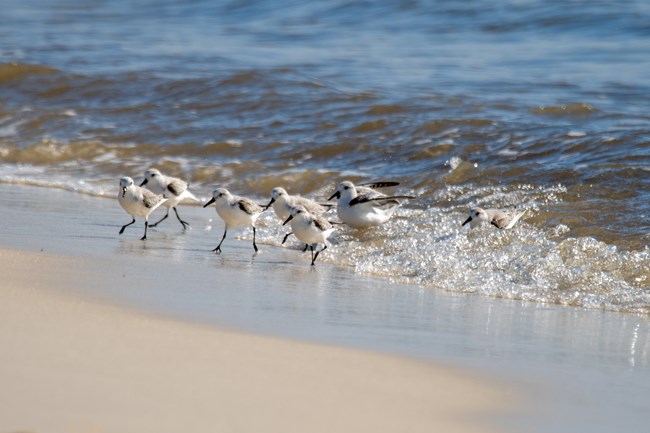 Small, white and grey Sanderlings running near the waves on a beach.