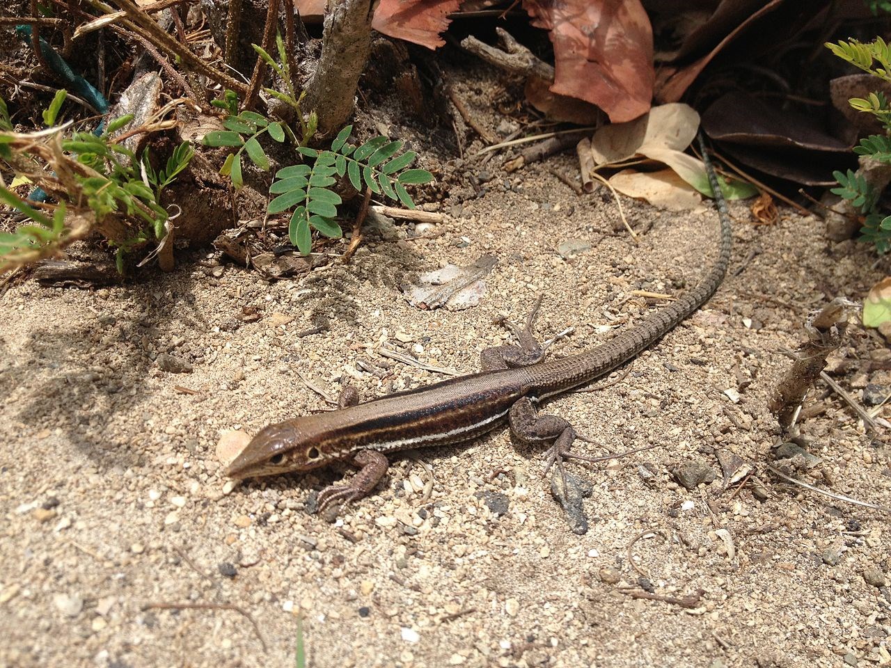St. Croix ground lizard