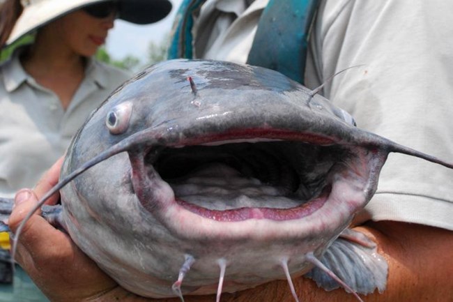 A huge blue catfish with its wide mouth open, almost appears to be smiling for the camera.  It has large “whiskers” and large, bulbous eyes.