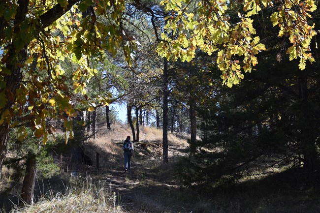 A hiker with a dog follows the trail under the cover of trees in fall.