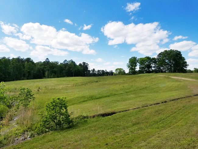 Grass fields with tree line in the distance.